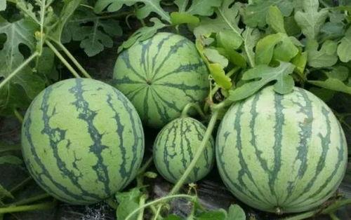 黑吃料吃瓜官网爆料啥,揭秘娱乐圈幕后真相  第2张