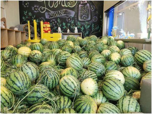 吃瓜日网,网络热议背后的真相与趣味  第1张