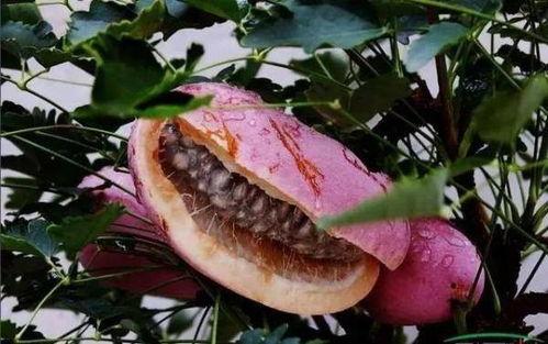 网红八月瓜怎么吃,美味营养，轻松解锁食用新姿势  第2张