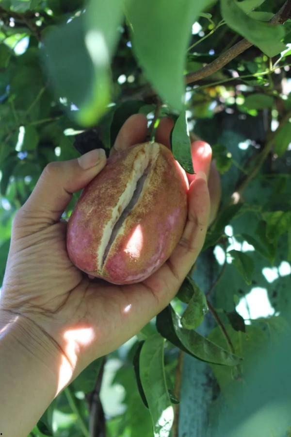 网红八月瓜怎么吃,美味营养，轻松解锁食用新姿势  第3张