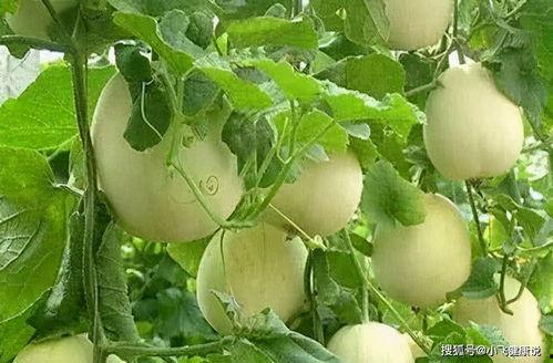 山东网红甜瓜送吃瓜神器,夏日狂欢新潮流  第3张