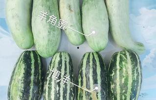 静海吃瓜的网红都有谁,揭秘静海吃瓜界的风云人物